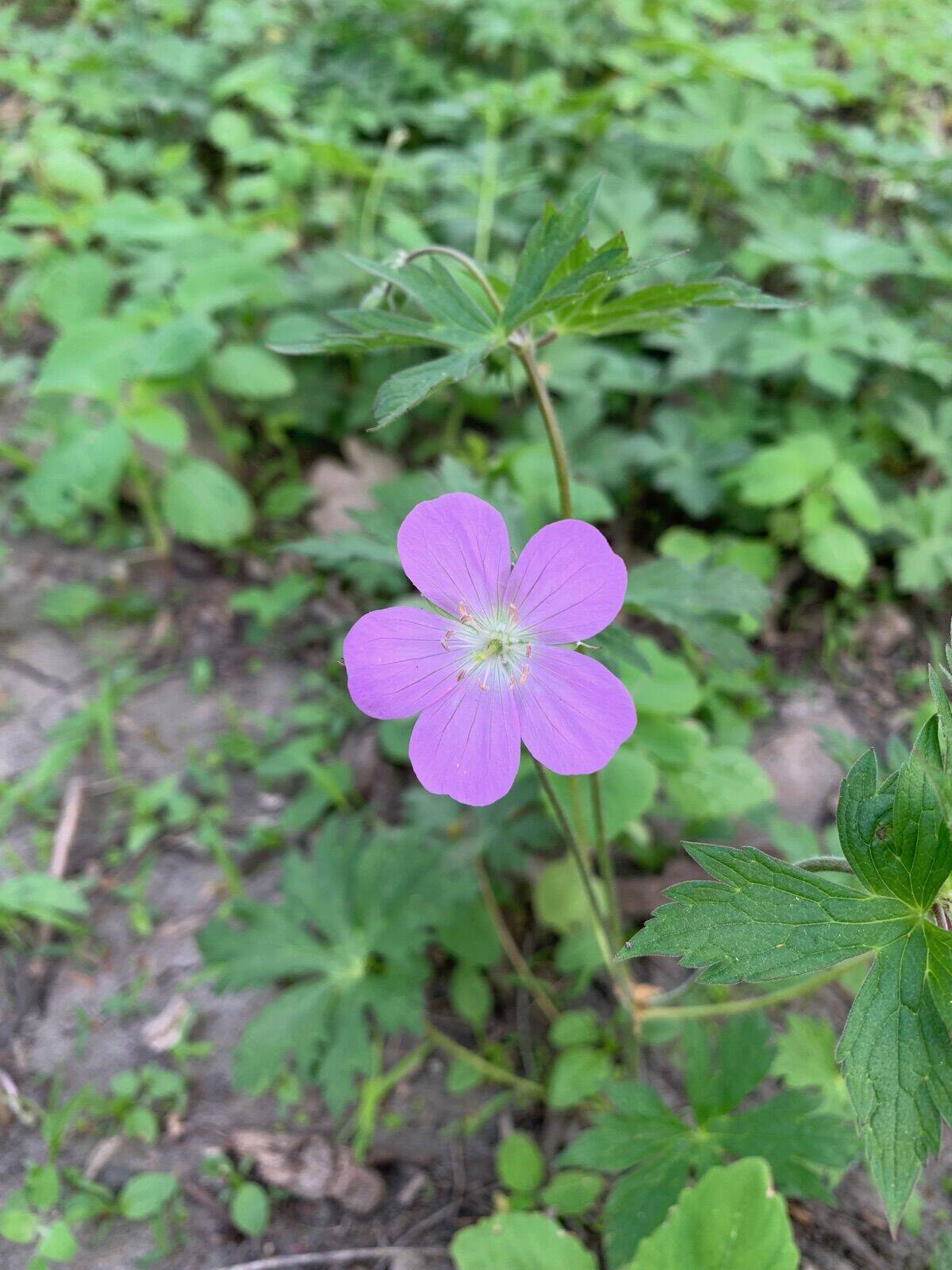 Native wildflowers on the property