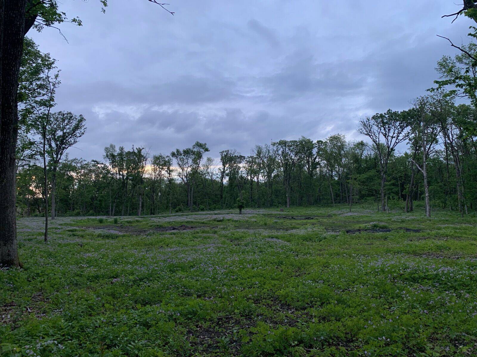 Open meadow with wildflowers