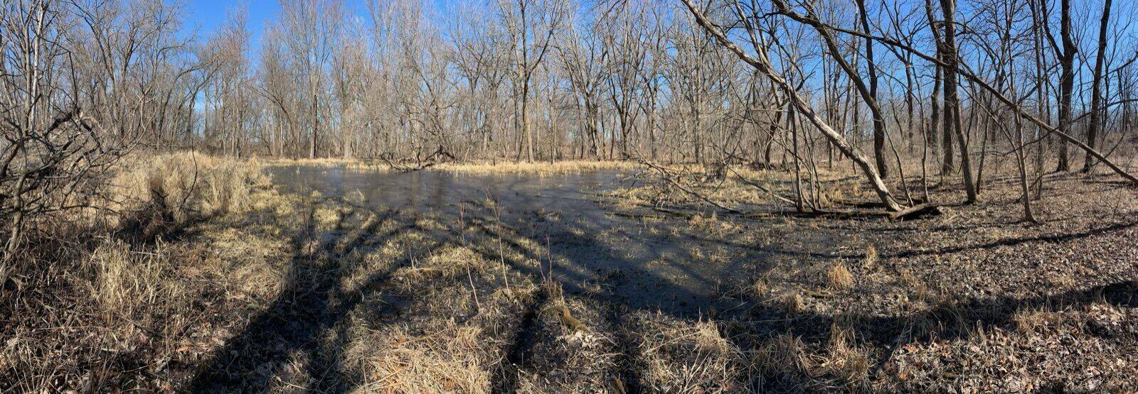 Wetlands area on the property